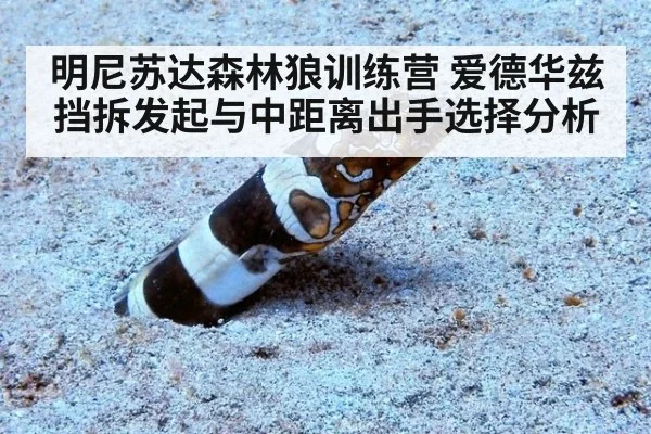 明尼苏达森林狼训练营 爱德华兹挡拆发起与中距离出手选择分析